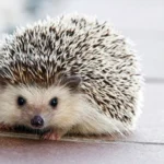 Hedgehogs