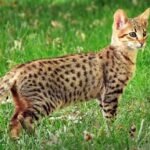 Savannah Cats