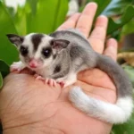 Sugar Gliders