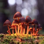 psychedelic mushrooms