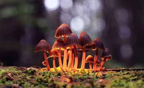 psychedelic mushrooms