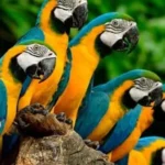 Parrots