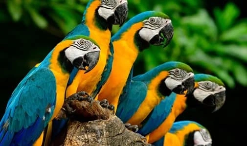 Parrots 