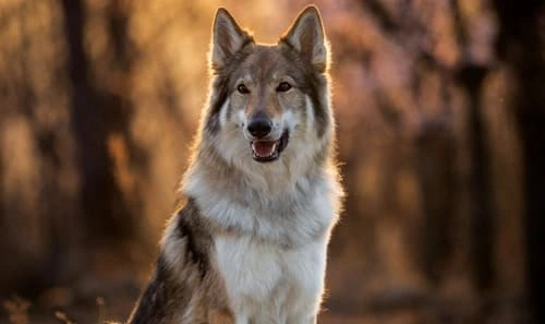Wolf Dogs