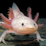 Axolotls