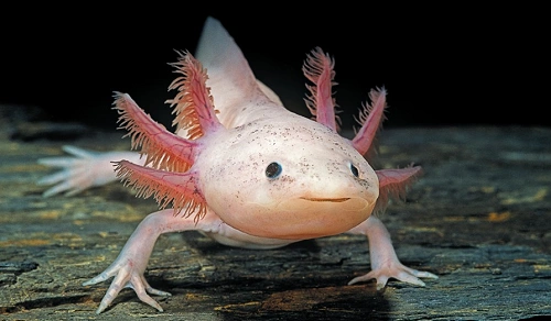 Axolotls