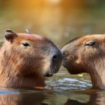 Capybaras