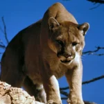 Mountain Lions Exist