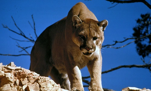 Mountain Lions Exist