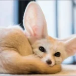 Fennec Foxes
