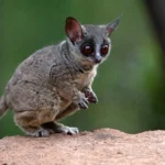 Galagos