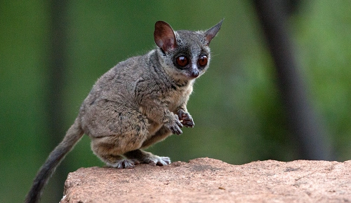 Galagos