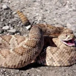 Kill Rattlesnakes