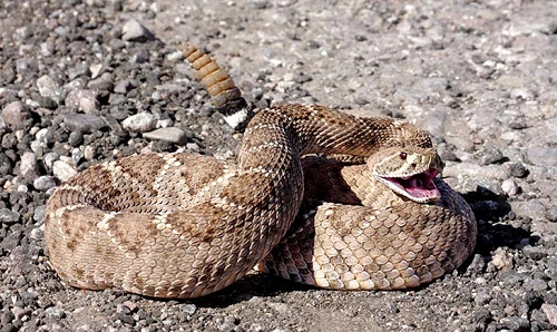 Kill Rattlesnakes