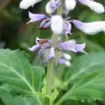 Salvia Divinorum