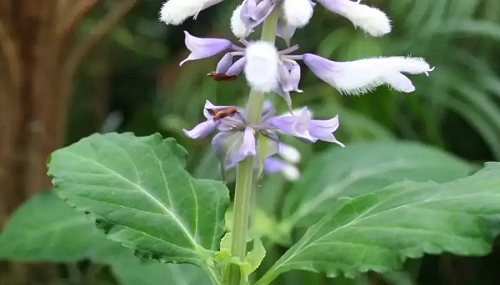 Salvia Divinorum