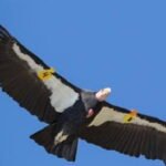 California Condor