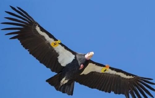 California Condor