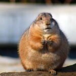 Prairie Dogs