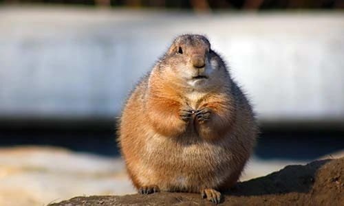 Prairie Dogs