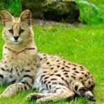 Servals Legal