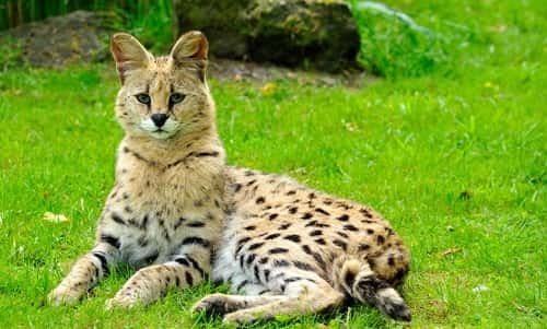 Servals Legal