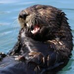 Are Otters
