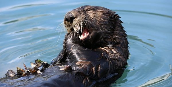 Are Otters