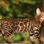 Bengal Cats