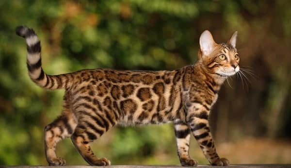 Bengal Cats
