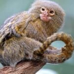 Finger Monkeys