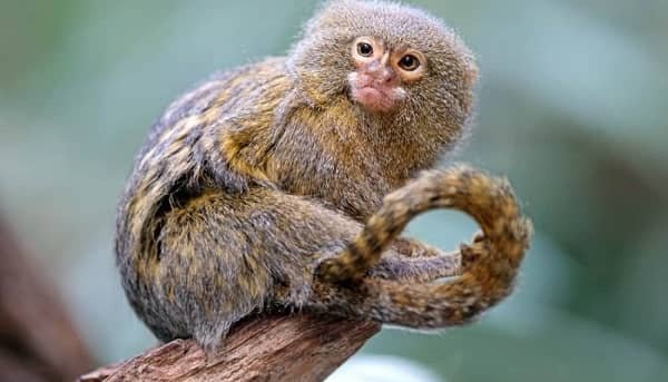 Finger Monkeys