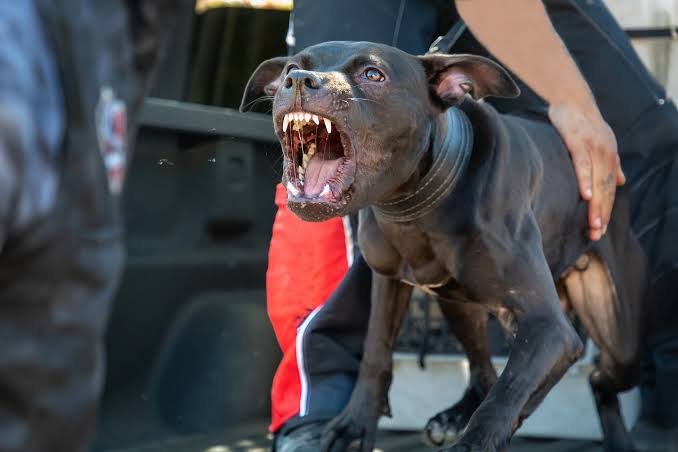 How Much Does a Dog Bite Lawyer Cost in California