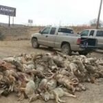 Kill Coyotes