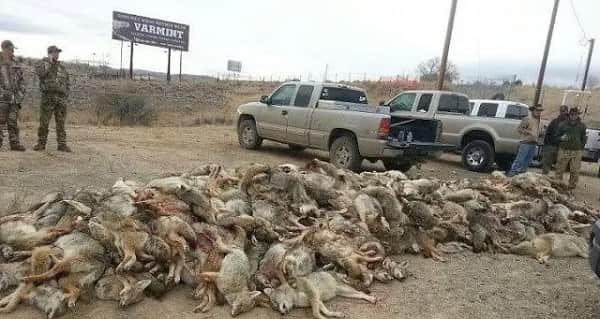 Kill Coyotes