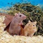 Gerbils