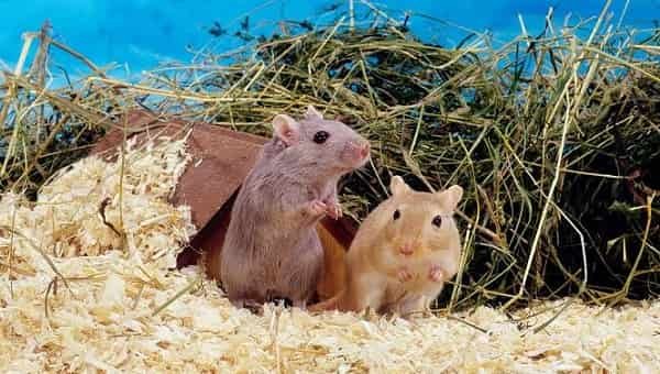 Gerbils