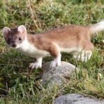 Stoats