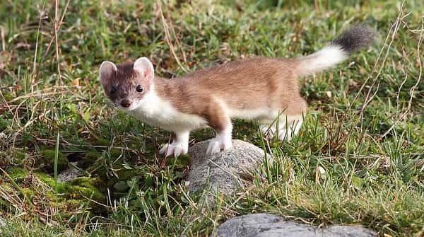 Stoats